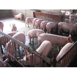 連云港最近仔豬什么價格,在哪里能買到?_農副產品_世界工廠網